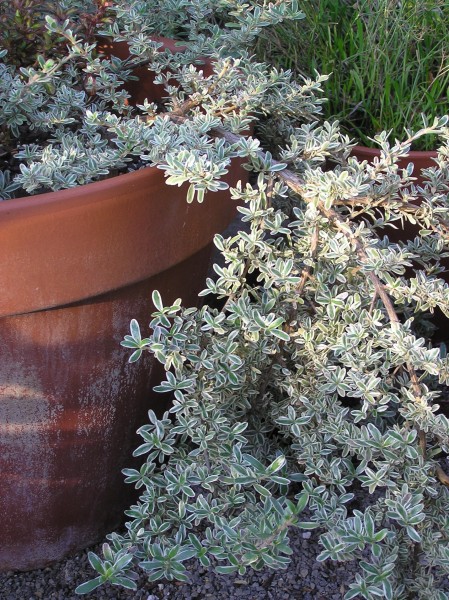 Coprosma x kirkii