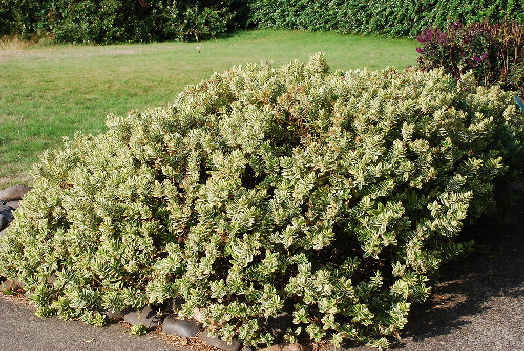 rosa variegata 12 in Creamy White Heirloom Roses Live Plant, Continual Blooming