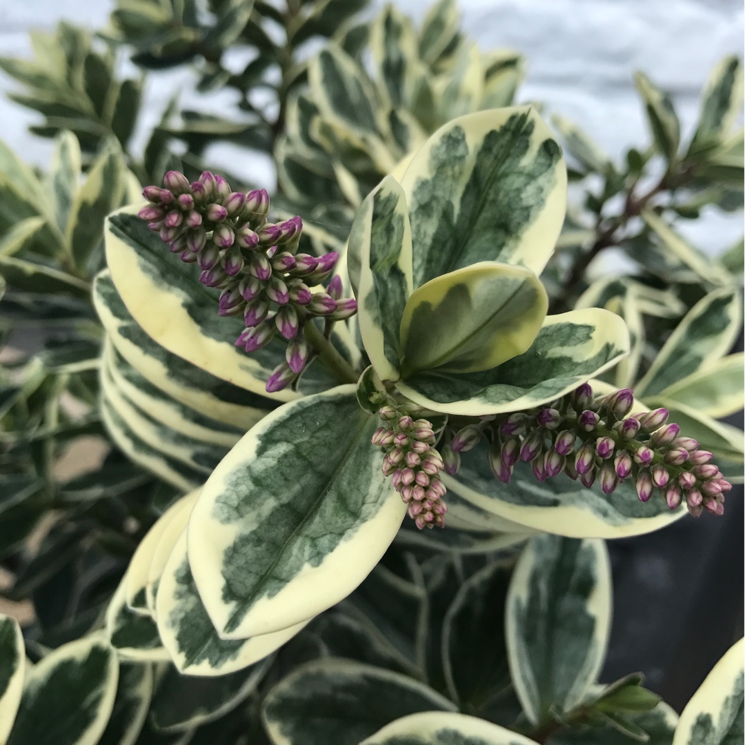 Hebe x andersonii Variegata
