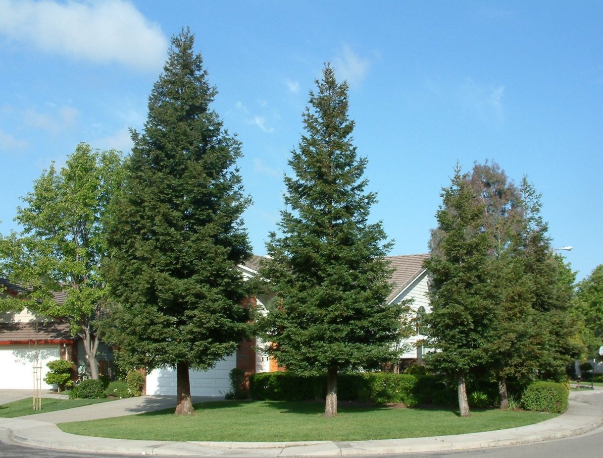 Sequoia sempervirens Aptos Blue