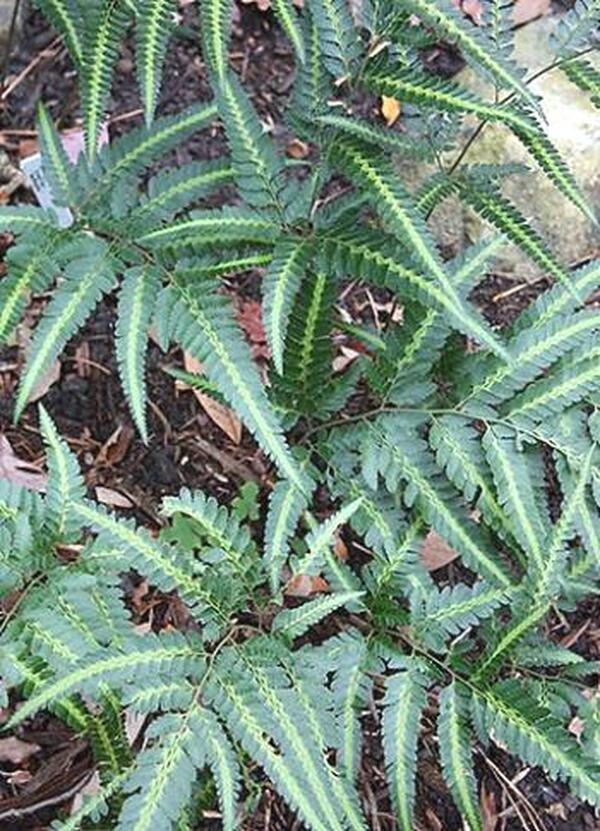 tradescantia fluminensis variegata Inch Plant (Tradescantia fluminensis variegata ) for Sale