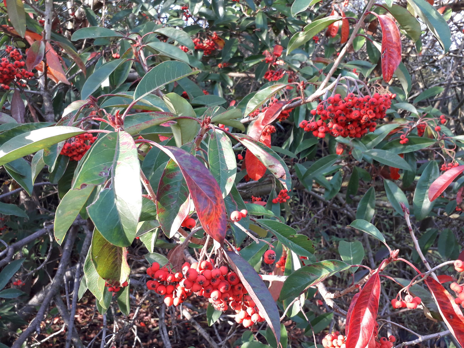 Photinia davidiana