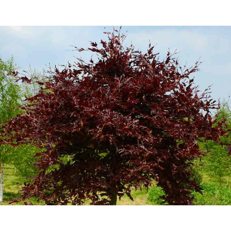 Fagus sylvatica Rohan Weeping